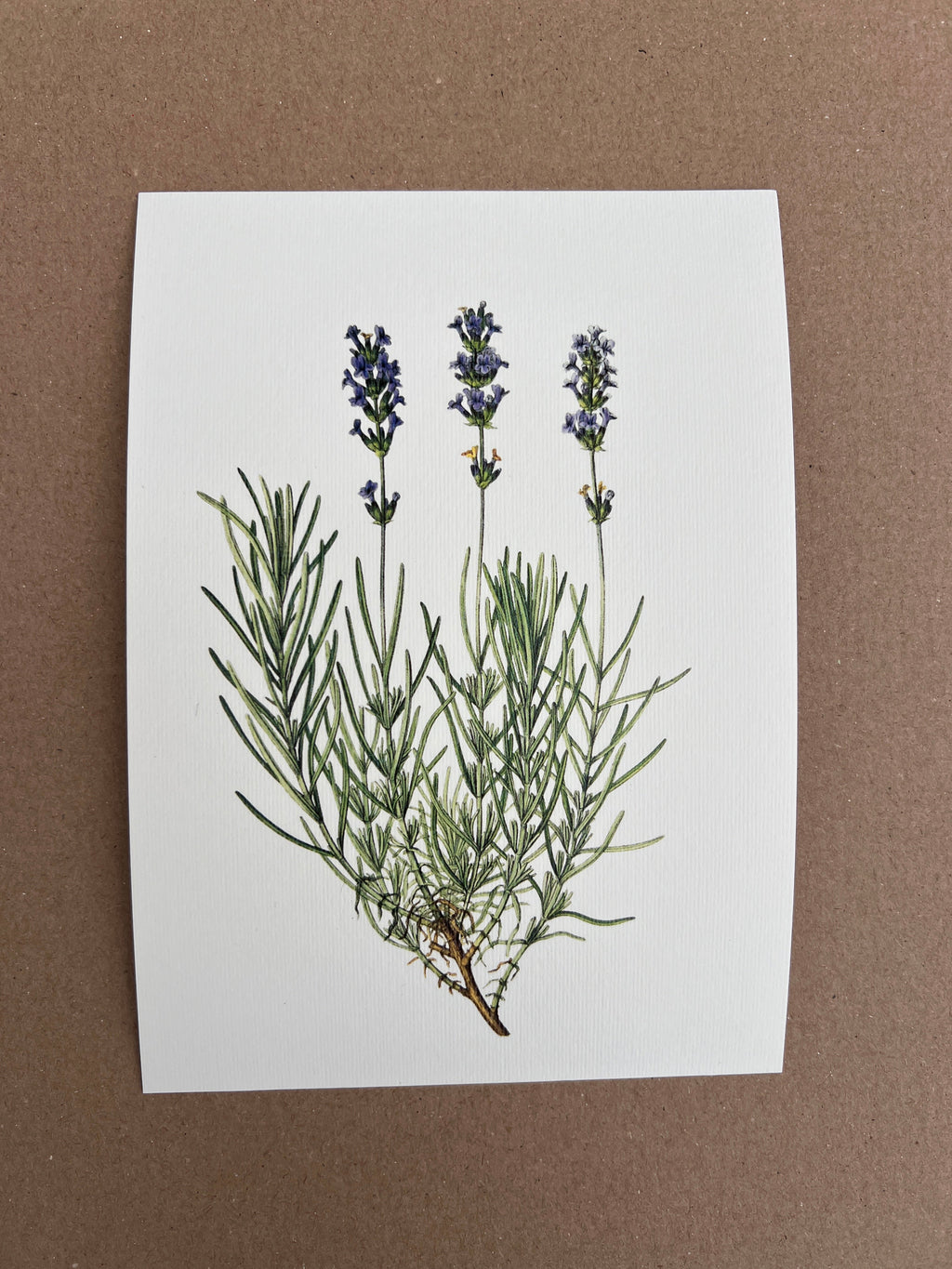 Vintage Botanical Small Prints