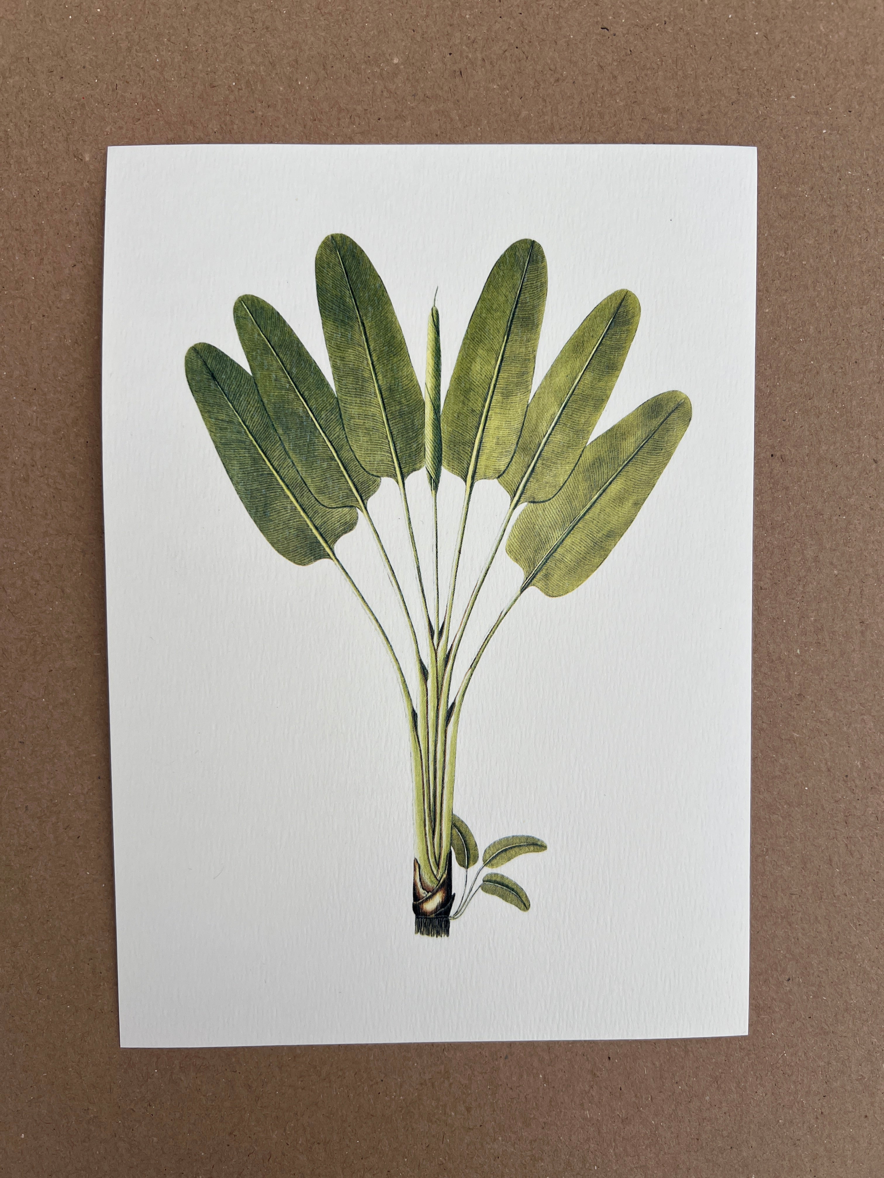 Vintage Botanical Small Prints